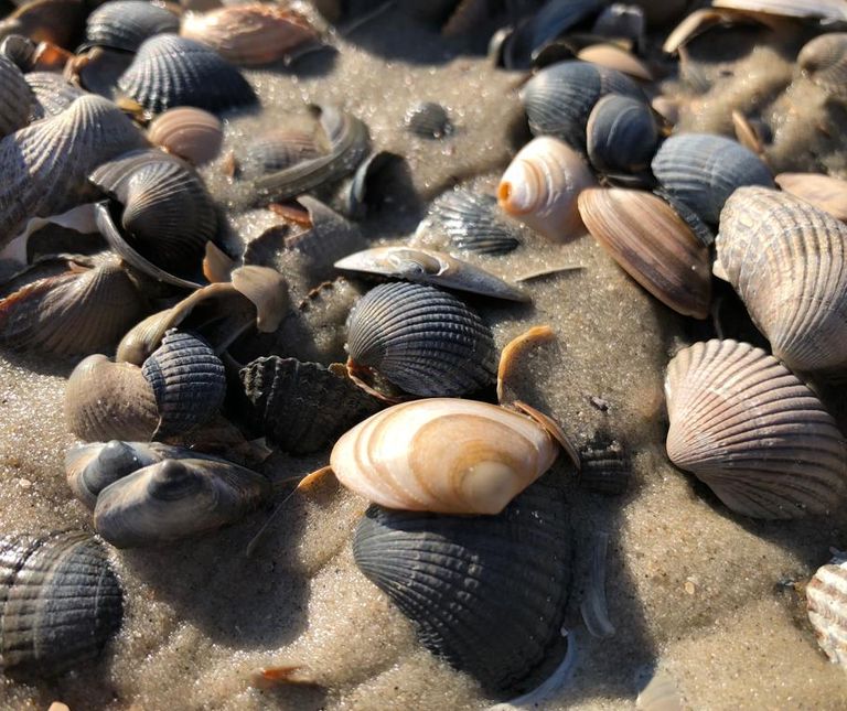 Muscheln im Sand. Ordnung. Klarheit